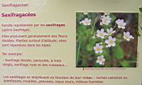 Famille Saxifragacees ou Saxifragaceae (txt)